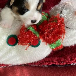 Pembroke Welsh Corgi Puppies from Gbarlranch Corgies