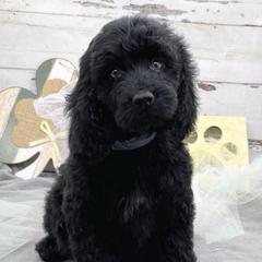 Sylvia - Black and white female Springerdoodle puppy in Lisbon, Ohio from Willow Lane Doodles