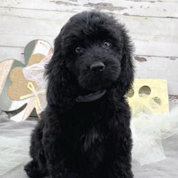 Sylvia - Black and white female Springerdoodle puppy in Lisbon, Ohio from Willow Lane Doodles