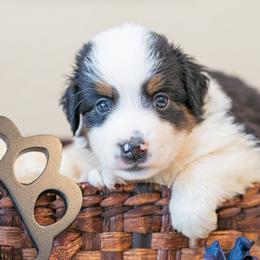 Drizzel - Black tri male Miniature Australian Shepherd puppy in Buna, Texas from R & C Kennels