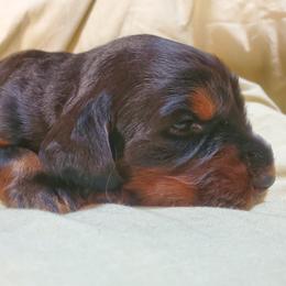 Boy 1 - Black and tan male Gordon Setter puppy in Milton, Florida from Katherine's Golden Retrievers, Gordon Setters, and English Setters