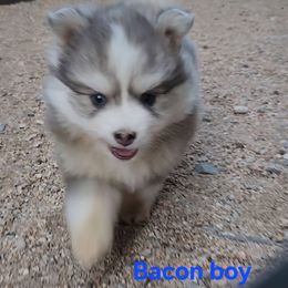 Bacon boy - Blue male Pomsky puppy in Isanti, Minnesota from Magnum Pomskies