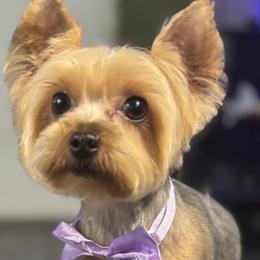Mia - Yorkshire Terrier