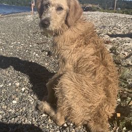 Double Doodle Puppies from Riverside Doodles in Seattle (double doodles)