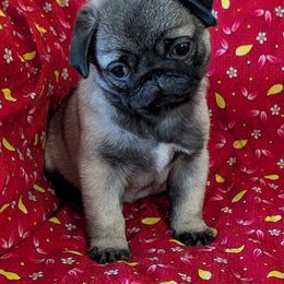 Pug Puppies from Hoskinspugs