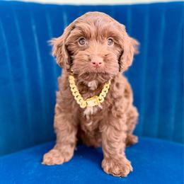 Coach (light blue) - Chocolate male Cavapoo puppy in West Haven, Utah from Harper Haven Cavapoos & Doodles