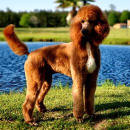 Goldendoodles and Poodles from Prime Doodles