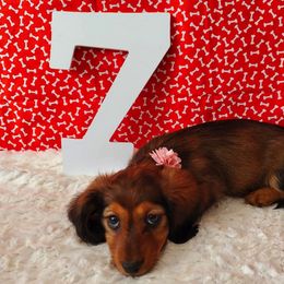 Dachshund Puppies from Blue Mountain Dachshunds