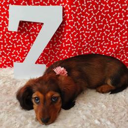 Dachshund Puppies from Blue Mountain Dachshunds