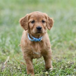Golden Retriever Puppies from Ivy League Golden Retrievers