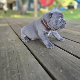 Ryder - Blue male French Bulldog puppy in Clarksville, Arkansas from Zoomie Time Frenchies