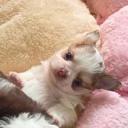 Chance - Fawn and white male Chihuahua puppy in Citrus Heights, California from Golden State Chihuahuas