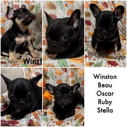 French Bulldog Puppies from Lisa Lopez