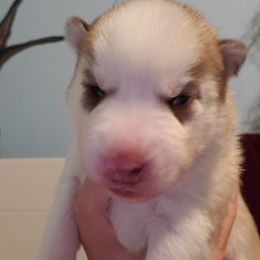 Grasshopper (Hopper) - Red and white male Siberian Husky puppy in Elk River, Minnesota from Naturez Siberians