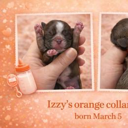 Orange girl - Liver female Shih Tzu puppy in Berkeley Springs, West Virginia from Sandridge Shih Tzus