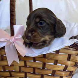Bo-Ann - Chocolate female Dachshund puppy in Jackson, Tennessee from Cashmere Crown Mini Dachshunds