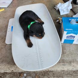 Boy 2 - Rottweiler puppy in Houston, Texas from Wards Pups