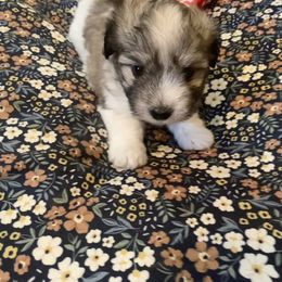Coton de Tulear Puppies from Catawba Cotons