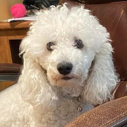 Gerti - Poodle