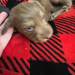 Girl 2 - Red female Dachshund puppy in Garfiled, Arkansas from Iron Bear Livestock & Dachshunds