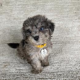 Female Five - Black & tan female Maltipoo puppy in Chariton, Iowa from Mia Lucky Home