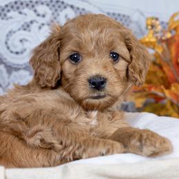 Bow - Red  male Goldendoodle puppy in Boise, Idaho from Goldendoodle Baby