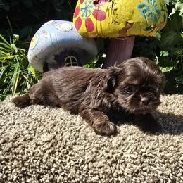 Chocolate and tan girl - Chocolate and tan female Shih Tzu puppy in Newark, Ohio from Gemini Kennels