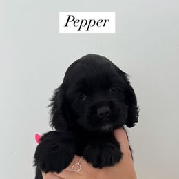 Cockapoo Puppies from Cookie Cocker Farms