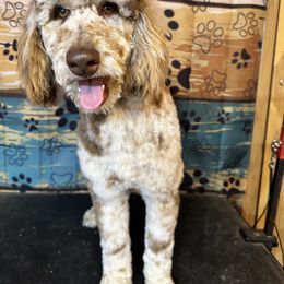 Penny - Poodle