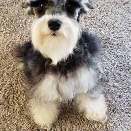 Pepper Keeper - Miniature Schnauzer