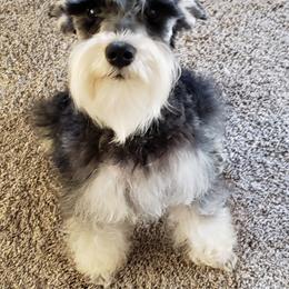 Pepper Keeper - Miniature Schnauzer
