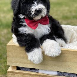 Bernedoodle, Cockapoo, and Goldendoodle Puppies from Avery Doodle Day LLC