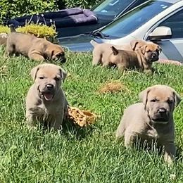 Cane Corso Puppies from Altiere Cane Corso