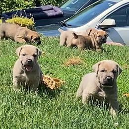 Cane Corso Puppies from Altiere Cane Corso
