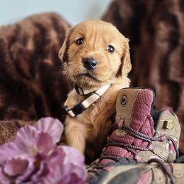 Autumn  (Harvest Party) - Dark golden female Golden Retriever puppy in Lebanon, Oregon from Soda Springs Kennel