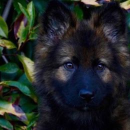 German Shepherds from Fox Tribe K9