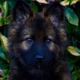 German Shepherds from Fox Tribe K9