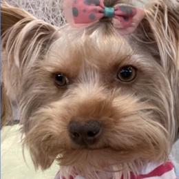 Dakota - Yorkshire Terrier