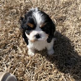 Cavalier King Charles Spaniel Puppies from Farmhouse Cavaliers NC