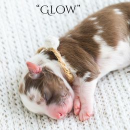 Glow - Red merle female Miniature American Shepherd puppy in Verdi, Nevada from EverSummer Minis