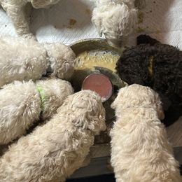 Poodle Puppies from Triangle Standards