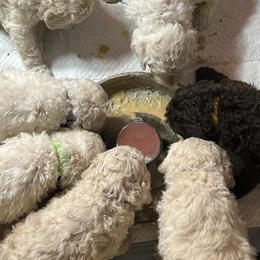 Poodle Puppies from Triangle Standards