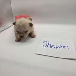 Shelton - Cream male Pomeranian puppy in Chattanooga, Tennessee from Valley Poms