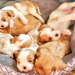 Cavalier King Charles Spaniel Puppies from Puppyloversplace