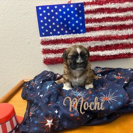 Mochi - Black gold and white female Shih Tzu puppy in Houston, Texas from Pup Paw-lace