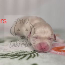 Harry - Yellow male Labrador Retriever puppy in Rogue River, Oregon from PNW Labradors