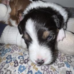 Pecan - Black tri-color female Australian Shepherd puppy in Wrightstown, New Jersey from Hartzland Farm Australian Shepherds