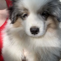 Sauce - Blue merle male Miniature American Shepherd puppy in Greenboro, North Carolina from Rustlingrass Miniature American Shepherds