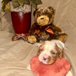 Emerald - Blenheim female Cavalier King Charles Spaniel puppy in Conway, Missouri from The Wright Snuggle