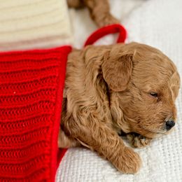 Goldendoodle Puppies from Hygge & Hound by McKenzie